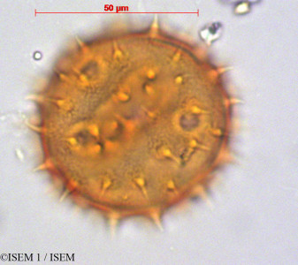ISEM 1/Nototriche_jamesonii_29110/Nototriche_jamesonii_29110_0001(copy)_thumb.jpg
